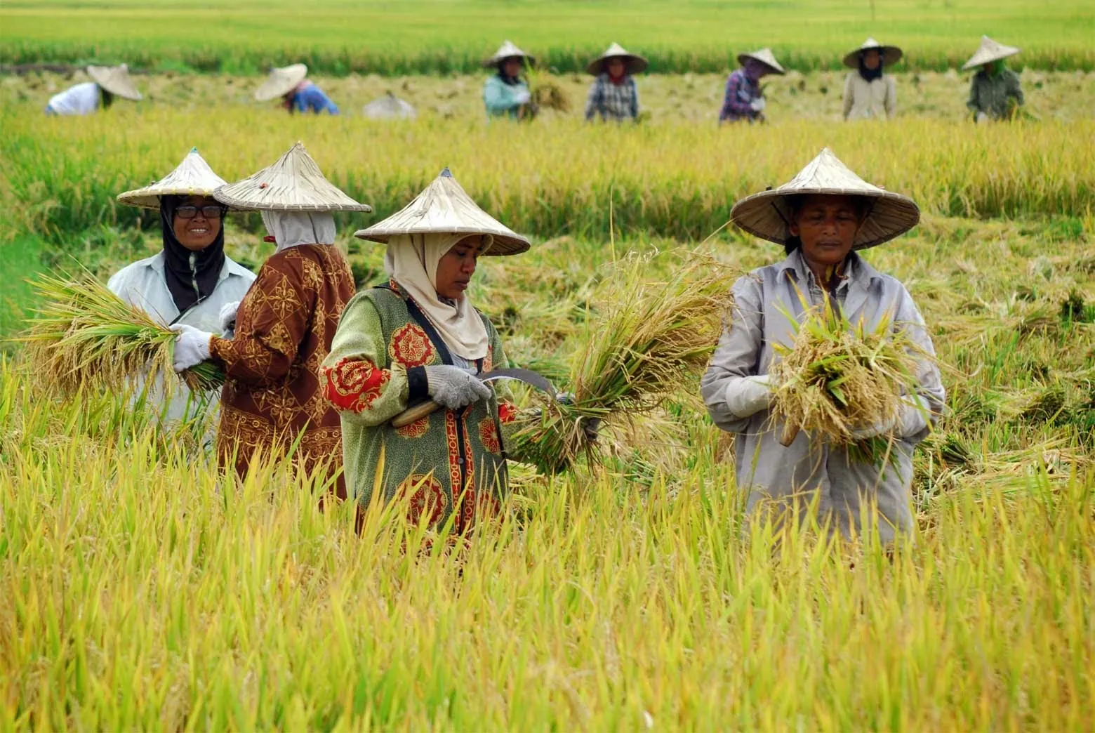 Gegara Sektor Pertanian Ngedrop, RI Gagal Manfaatkan Peluang Emas di Tengah Krisis Pangan Global