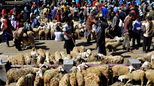 Penjualan Hewan Kurban 2024 Lesu: Dampak Libur Sekolah dan Tekanan Ekonomi