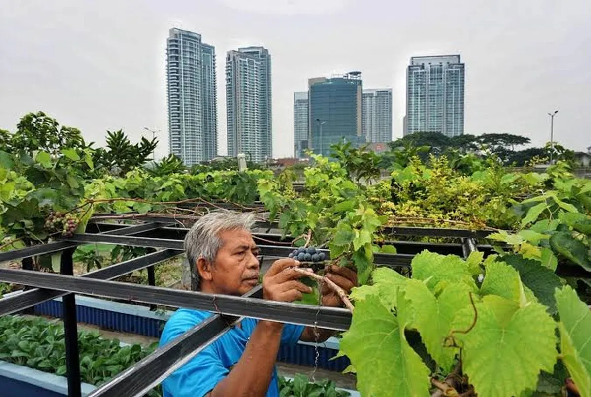 Kelompok Tani Manfaatkan Teknologi untuk Urban Farming: Menuju Ketahanan Pangan dan Peluang Ekonomi Baru di Perkotaan (Ilustrasi)