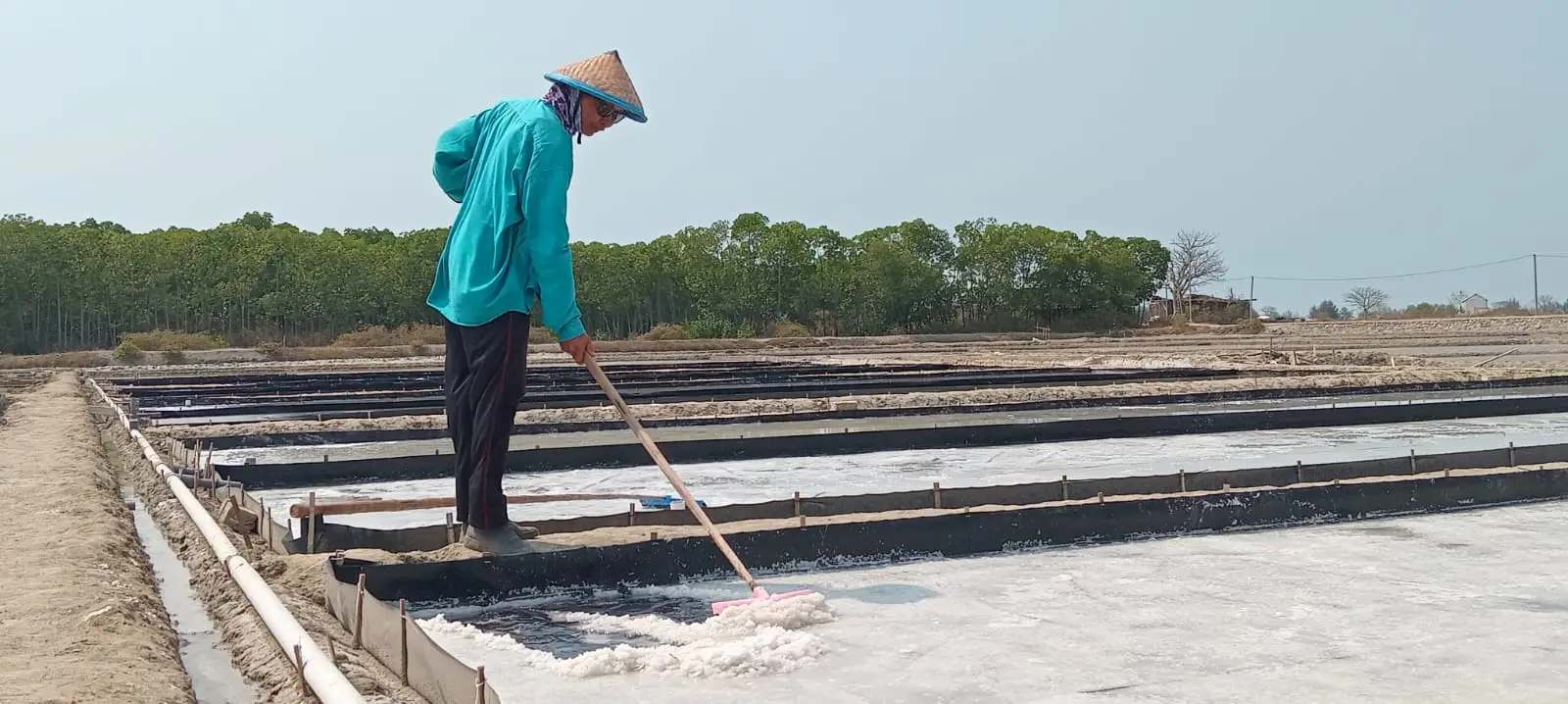 Petani garam Desa Dasun, Rembang sedang memanen garam di petak tambak garam