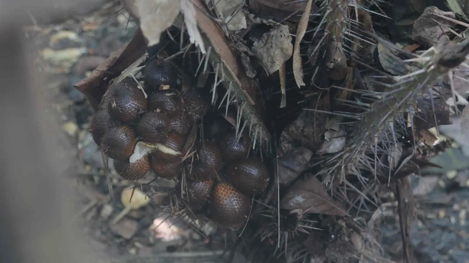 Menunggu Salak Wedi Jadi Buah Identitas Bojonegoro (Ilustrasi)