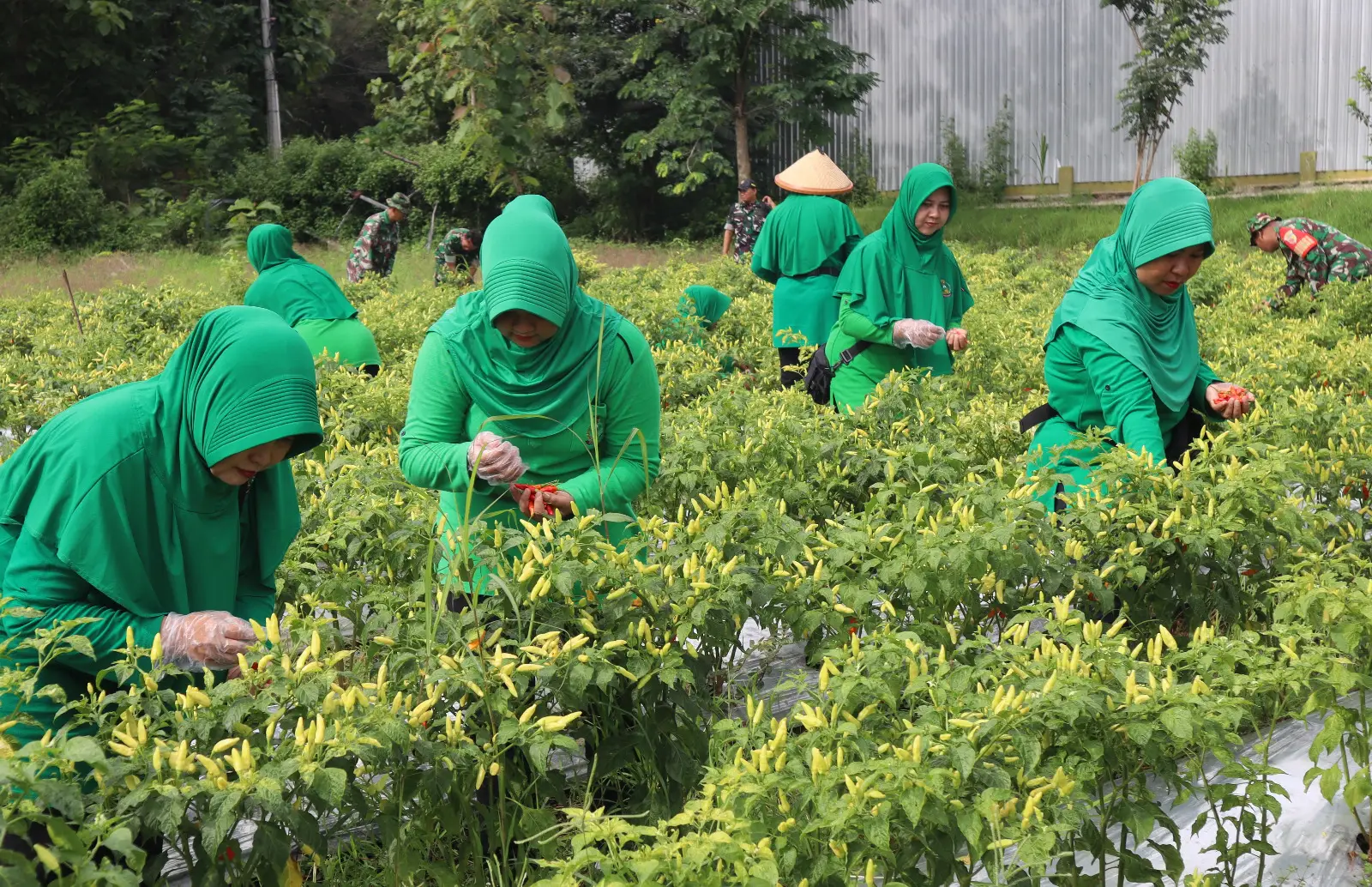 Ibu-Ibu Persit Kodim Bojonegoro, Panen Cabai Rawit di Lahan Seluas 2500 Meter (Ilustrasi)