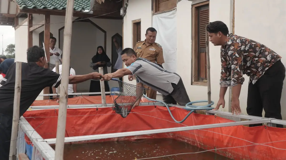 Peternak lele suroyojo menyerahkan panen ikan lele kepada tim pembina